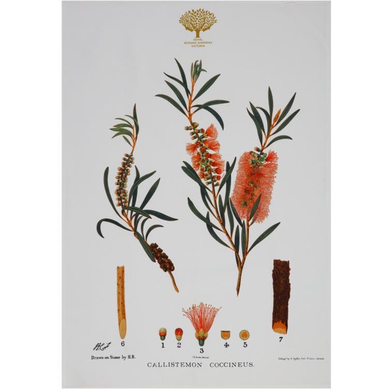 Royal Botanic Garden Tea Towel - Bottlebrush