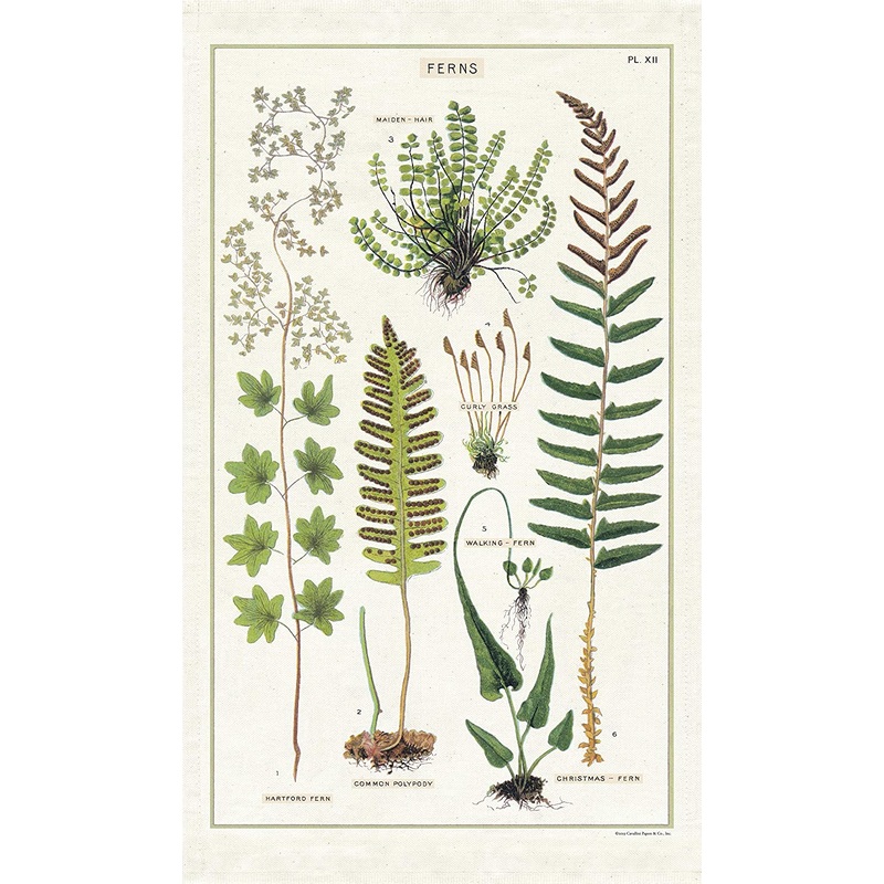 Cavallini & Co. Tea Towel - Ferns