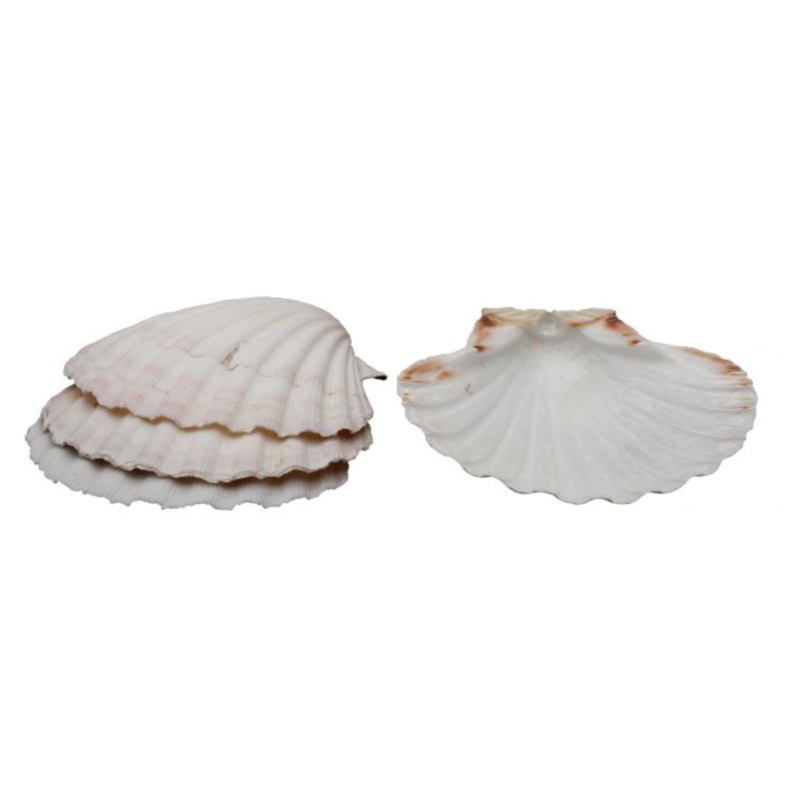 HIC 4" Natural Baking Shells - Set of 4