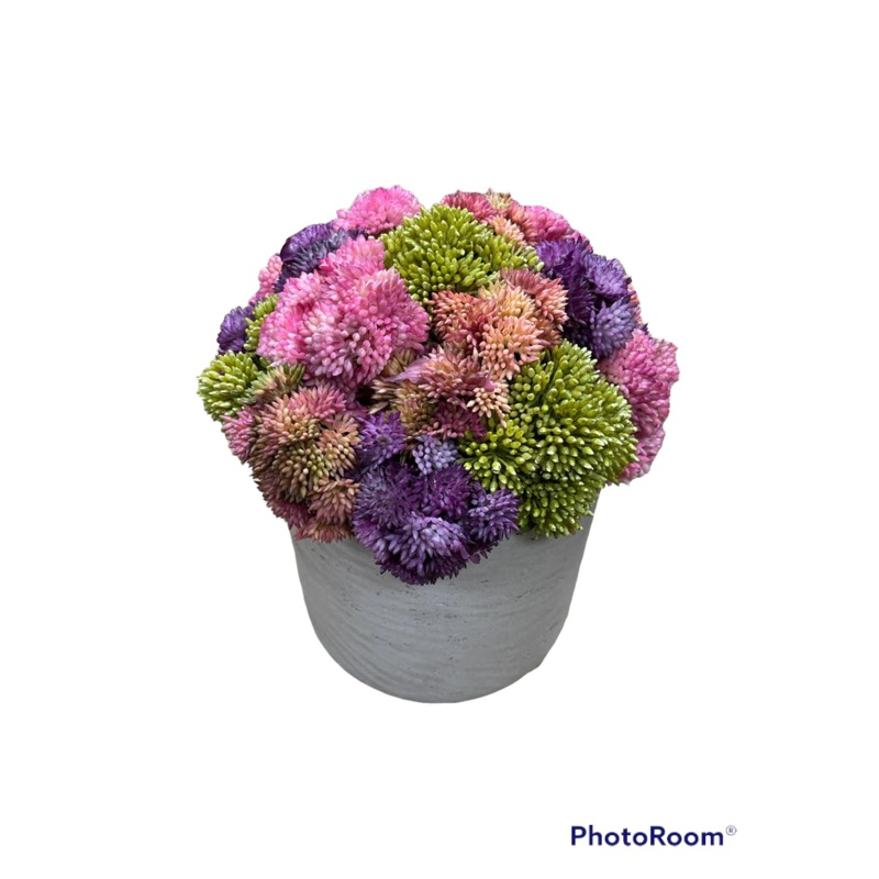 CDI Colorful Sedum (Black or Gray Planter)
