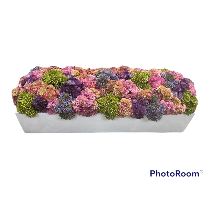 CDI Sedum with Purple in White Rectangle